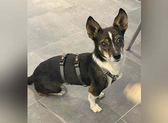 kleine Herzensbrecherin SAMI - 5 Jahre, 25cm - Chihuahua-Mix
