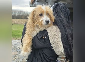 (R)* ❤️ kleiner Herzensbrecher HOPI - 1,5 Jahre, 25cm/5,5kg - Mischling