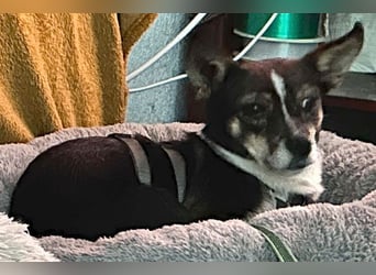 kleine Herzensbrecherin SAMI - 5 Jahre, 25cm - Chihuahua-Mix