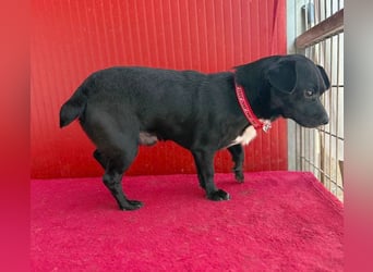 (R) ❤️ kleiner Herzensbrecher HOPI - 1,5 Jahre, 25cm/5,5kg - Mischling