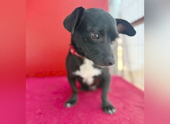 (R) ❤️ kleiner Herzensbrecher HOPI - 1,5 Jahre, 25cm/5,5kg - Mischling
