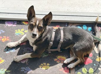 kleine Herzensbrecherin SAMI - 5 Jahre, 25cm - Chihuahua-Mix