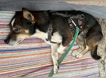 kleine Herzensbrecherin SAMI - 5 Jahre, 25cm - Chihuahua-Mix