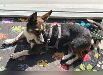 kleine Herzensbrecherin SAMI - 5 Jahre, 25cm - Chihuahua-Mix