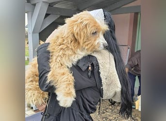 (R)* ❤️ kleiner Herzensbrecher HOPI - 1,5 Jahre, 25cm/5,5kg - Mischling