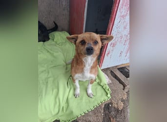 Pufi - vom Besitzer in die Tötung gebracht