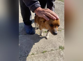 Pufi - vom Besitzer in die Tötung gebracht