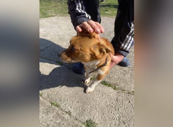 Pufi - vom Besitzer in die Tötung gebracht