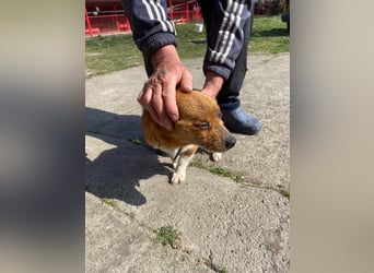 Pufi - vom Besitzer in die Tötung gebracht