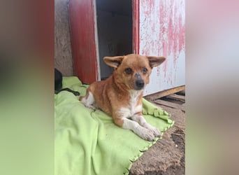 Pufi - vom Besitzer in die Tötung gebracht