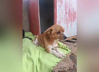 Pufi - vom Besitzer in die Tötung gebracht