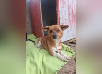 Pufi - vom Besitzer in die Tötung gebracht