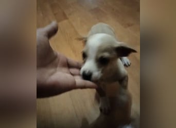 Toby, Kleine Pfötchen auf der Suche nach großem Glück