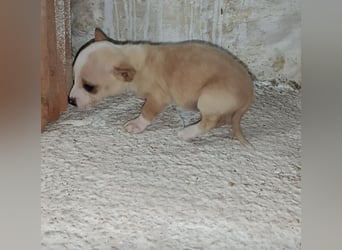 Toby, Kleine Pfötchen auf der Suche nach großem Glück