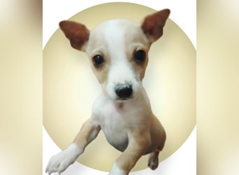 Toby, Kleine Pfötchen auf der Suche nach großem Glück