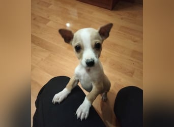 Toby, Kleine Pfötchen auf der Suche nach großem Glück