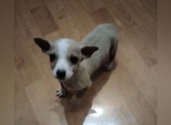 Toby, Kleine Pfötchen auf der Suche nach großem Glück