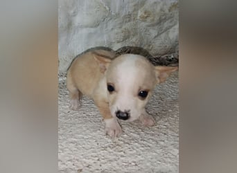 Toby, Kleine Pfötchen auf der Suche nach großem Glück