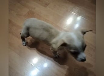 Toby, Kleine Pfötchen auf der Suche nach großem Glück