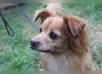 Yuki, Papillon-Chihuahua, geb. 2016, hat es faustdick hinter den plüschigen Ohren u. ist eine kleine