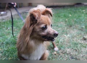 Yuki, Papillon-Chihuahua, geb. 2016, hat es faustdick hinter den plüschigen Ohren u. ist eine kleine