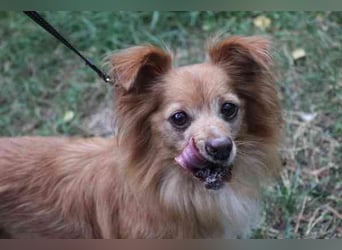 Yuki, Papillon-Chihuahua, geb. 2016, hat es faustdick hinter den plüschigen Ohren u. ist eine kleine