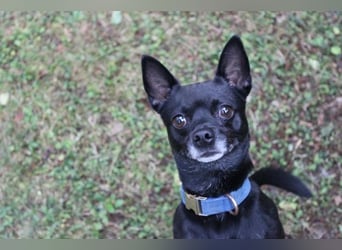 Knirps,Chihuahua-Pinscher-Mix, geb. 2021, sucht ruhiges und strukturiertes Zuhause