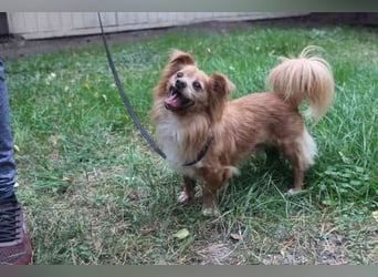 Yuki, Papillon-Chihuahua, geb. 2016, hat es faustdick hinter den plüschigen Ohren u. ist eine kleine