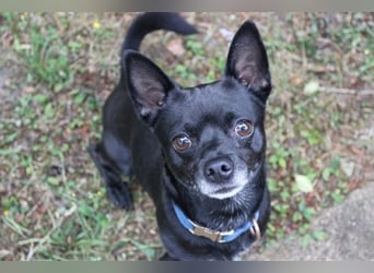 Knirps,Chihuahua-Pinscher-Mix, geb. 2021, sucht ruhiges und strukturiertes Zuhause