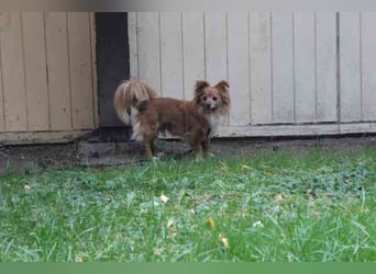 Yuki, Papillon-Chihuahua, geb. 2016, hat es faustdick hinter den plüschigen Ohren u. ist eine kleine