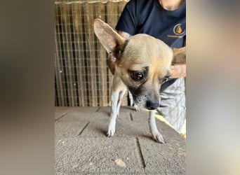 Ribizli PP – kleine Chihuahua-Hündin sucht ihr erstes echtes Zuhause 