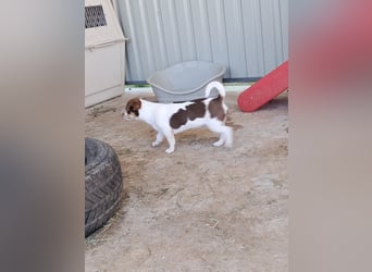 Borisz PP – kleiner Chihuahua- Welpe sucht sein erstes echtes Zuhause
