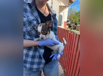 Borisz PP – kleiner Chihuahua- Welpe sucht sein erstes echtes Zuhause 