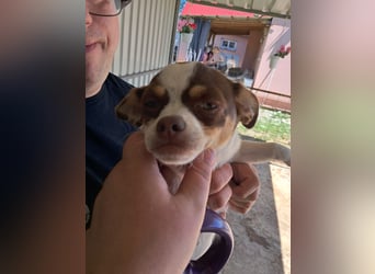 Borisz PP – kleiner Chihuahua- Welpe sucht sein erstes echtes Zuhause