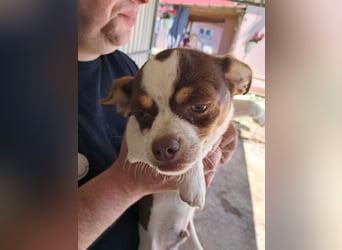 Borisz PP – kleiner Chihuahua- Welpe sucht sein erstes echtes Zuhause