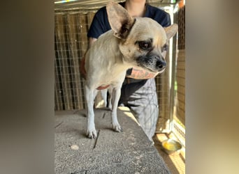 Ribizli PP – kleine Chihuahua-Hündin sucht ihr erstes echtes Zuhause 