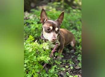 Kleiner Mexy sucht großes Glück ❤️