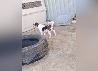 Borisz PP – kleiner Chihuahua- Welpe sucht sein erstes echtes Zuhause