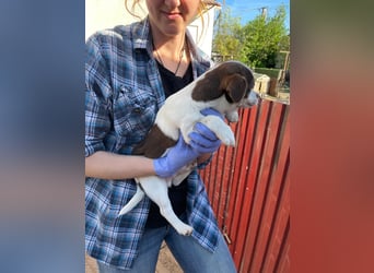 Borisz PP – kleiner Chihuahua- Welpe sucht sein erstes echtes Zuhause 