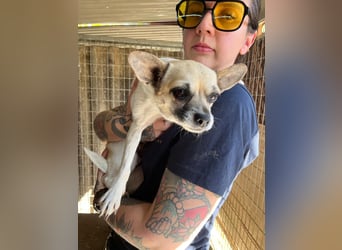 Ribizli PP – kleine Chihuahua-Hündin sucht ihr erstes echtes Zuhause 