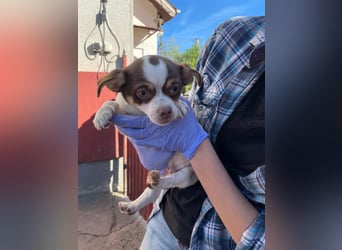 Borisz PP – kleiner Chihuahua- Welpe sucht sein erstes echtes Zuhause 