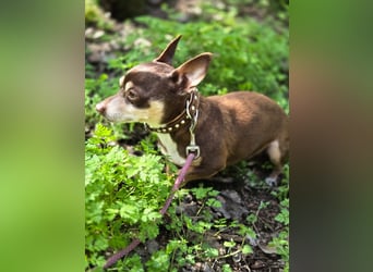 Kleiner Mexy sucht großes Glück ❤️