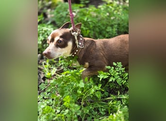 Kleiner Mexy sucht großes Glück ❤️