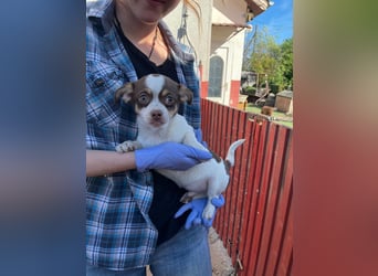 Borisz PP – kleiner Chihuahua- Welpe sucht sein erstes echtes Zuhause 