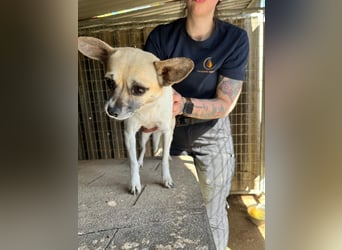 Ribizli PP – kleine Chihuahua-Hündin sucht ihr erstes echtes Zuhause 