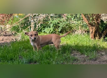 Pimpa, geboren 01.06.2025, 22cm sucht ihr Zuhause (Pflegestelle Deutschland)