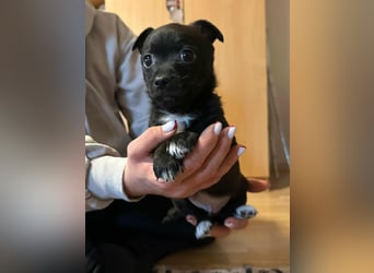 Odin, geboren 13.10.2025, 15cm sucht sein Körbchen