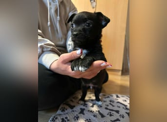 Odin, geboren 13.10.2025, 15cm sucht sein Körbchen