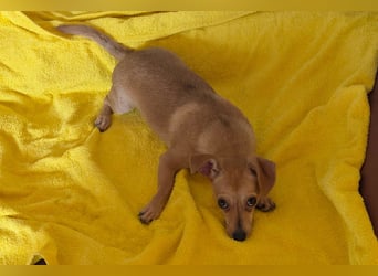 Pimpa, geboren 01.06.2025, 22cm sucht ihr Zuhause (Pflegestelle Deutschland)