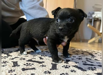 Odin, geboren 13.10.2025, 15cm sucht sein Körbchen